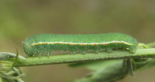 Colias hyale